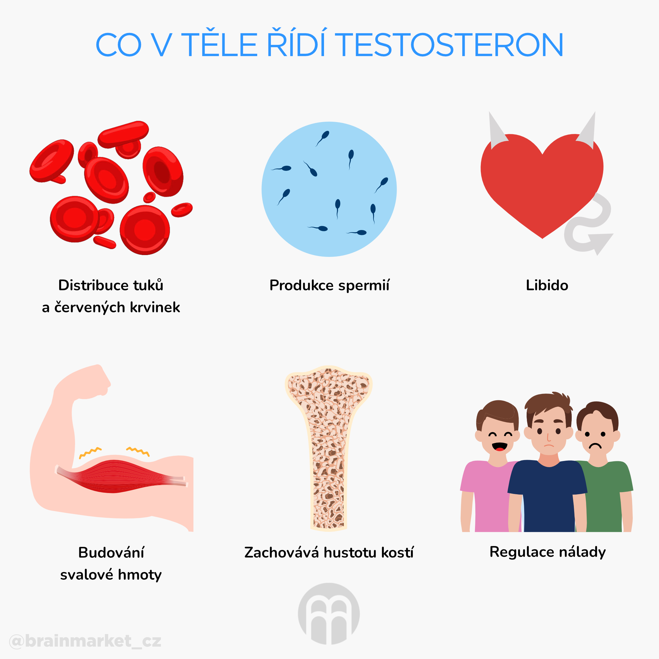 co v tele ridi testosteron_infografika_cz